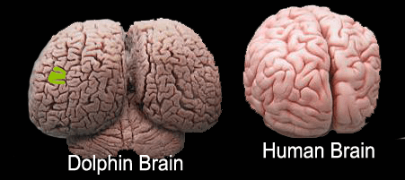 Death Penalty for Killing Dolphins? (Dolphin&nbsp;Intelligence)