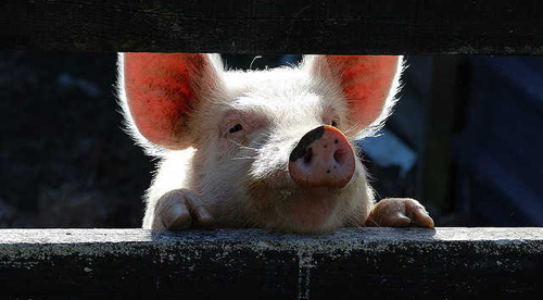Pig in a Factory Farm