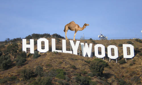 A Camel in Hollywood